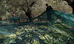 Ελαιοποίηση συνεργασίας. Μια συγκυβέρνηση με προοπτική.