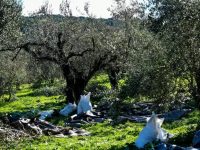 Ρήξη με την oliveαρχία. Η μόνη προοδευτική ελαιοποίηση.