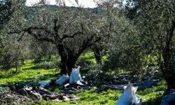 Ρήξη με την oliveαρχία. Η μόνη προοδευτική ελαιοποίηση.