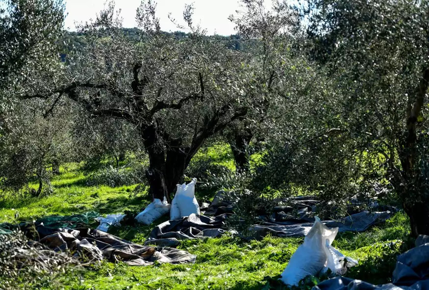 Ρήξη με την oliveαρχία. Η μόνη προοδευτική ελαιοποίηση.